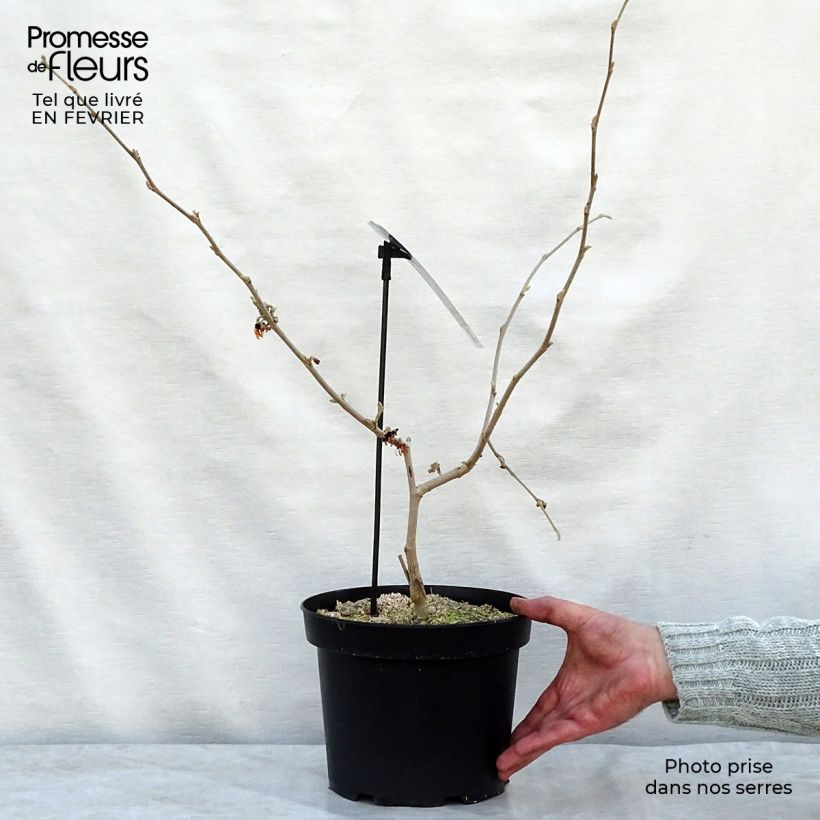 Hamamelis intermedia Diane - Witch Hazel 4L/5L pot sample as delivered in winter
