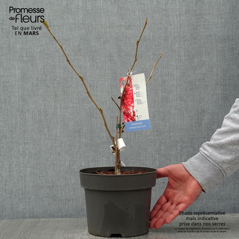 Hamamelis intermedia Ruby Glow - Witch Hazel 4L/5L pot sample as delivered in winter