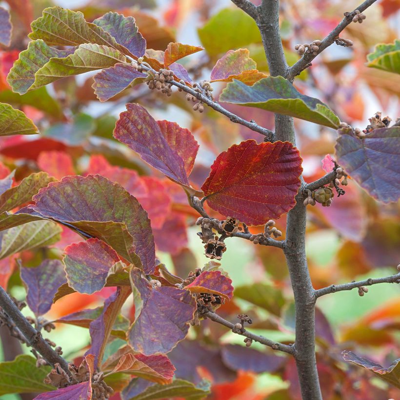 Hamamelis vernalis Amethyst - Witch Hazel (Foliage)