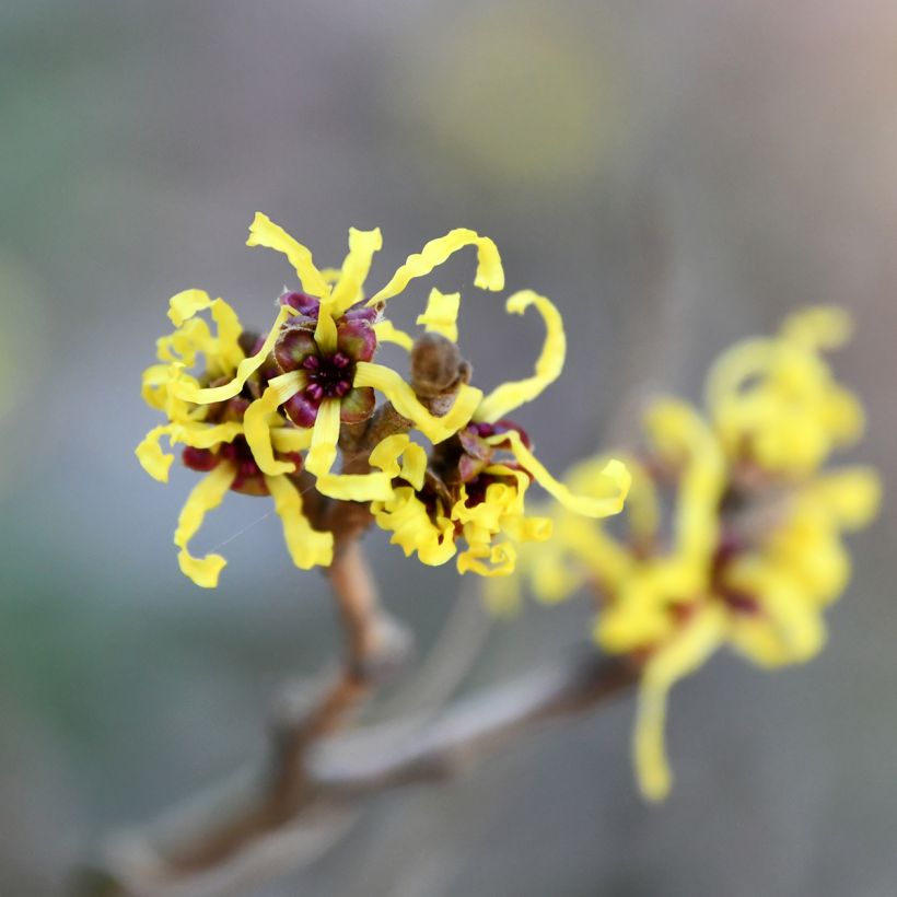 Hamamelis virginiana - Virginian Witch Hazel (Flowering)