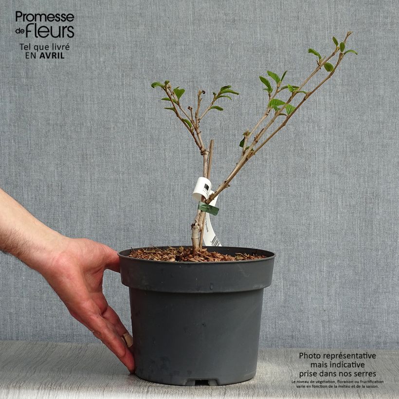 Hamamelis intermedia Aphrodite - Witch Hazel 3L/4L pot sample as delivered in spring