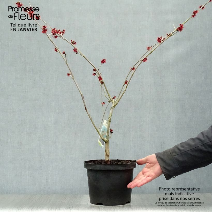 Hamamelis intermedia Feuerzauber - Witch Hazel 4L/5L pot sample as delivered in winter