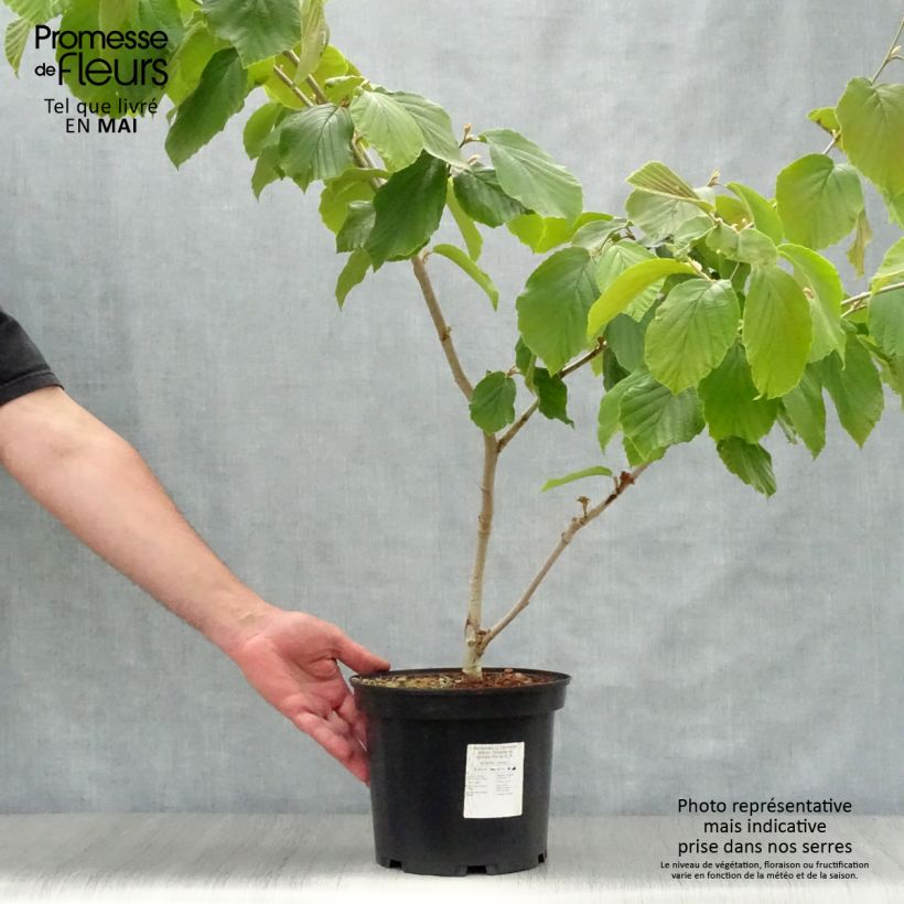 Hamamelis intermedia Jelena - Witch Hazel 2L/3L pot sample as delivered in spring