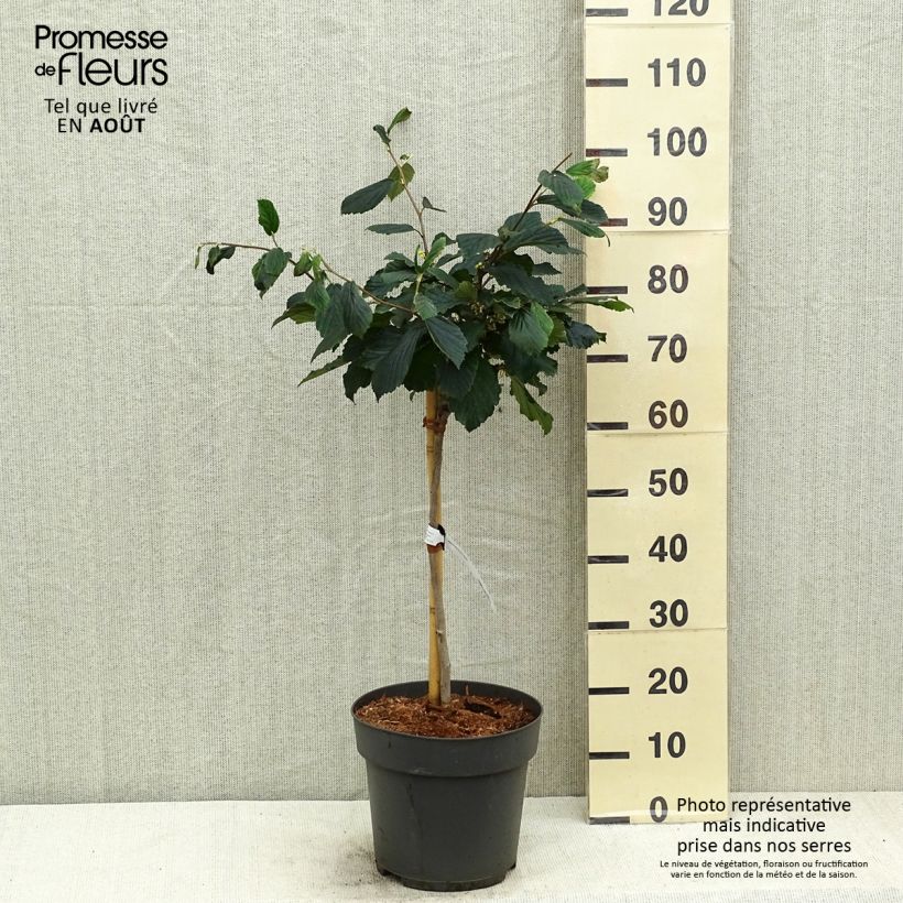 Hamamelis intermedia Rubin 7.5L/10L pot, Standard sample as delivered in summer