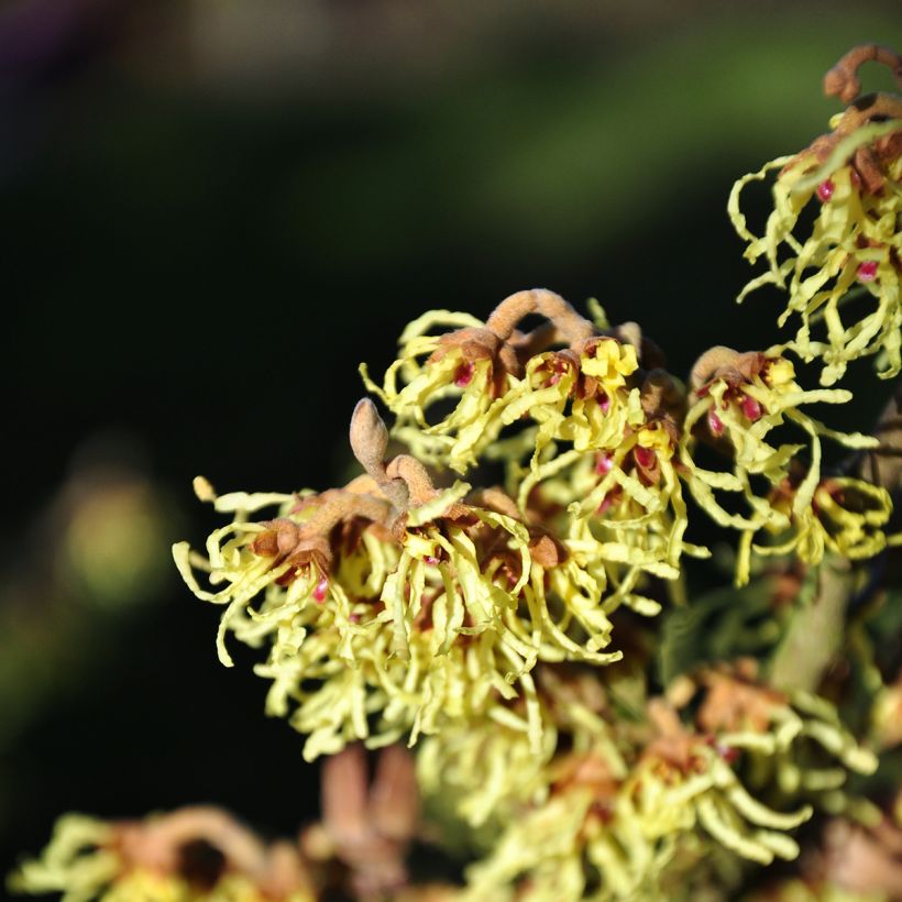Hamamelis intermedia Westerstede - Witch Hazel (Flowering)