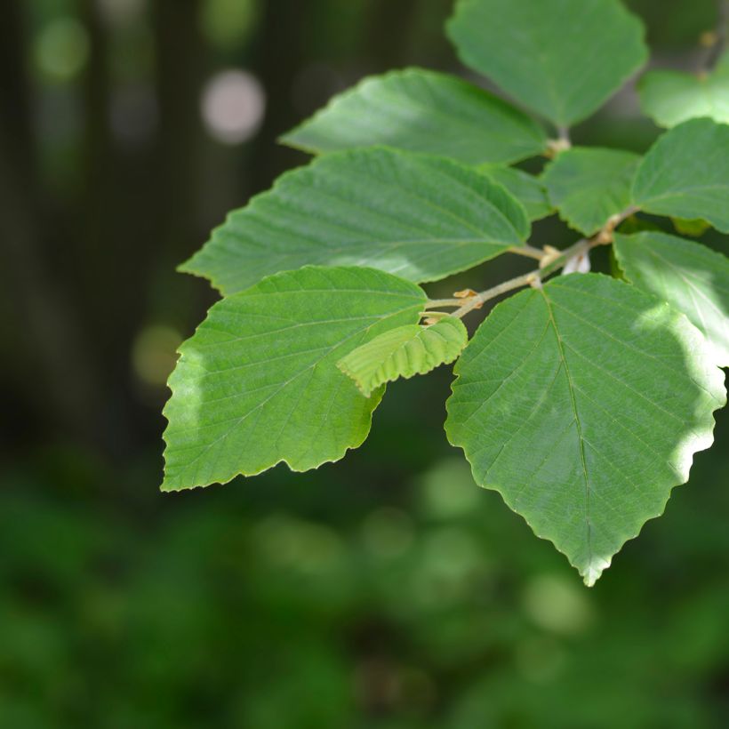 Hamamelis japonica Zuccariniana - Japanese witch hazel (Foliage)