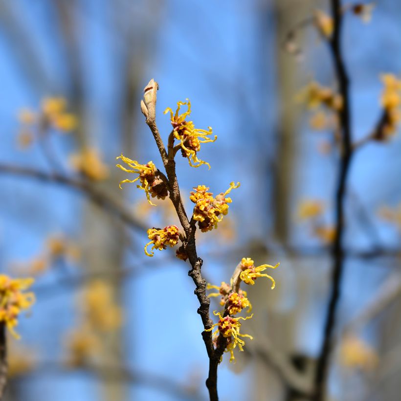 Hamamelis japonica Zuccariniana - Japanese witch hazel (Flowering)