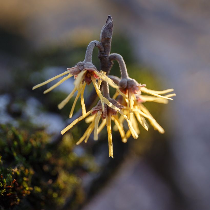 Hamamelis mollis Pallida - Witch Hazel (Flowering)