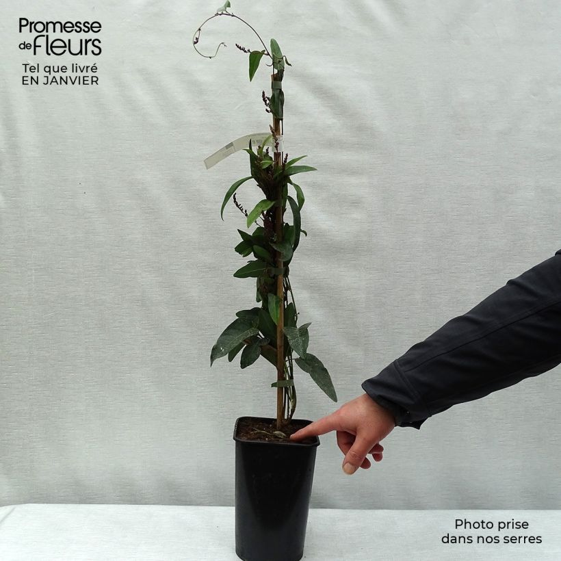 Hardenbergia violacea - Vine Lilac 2L/3L pot sample as delivered in winter