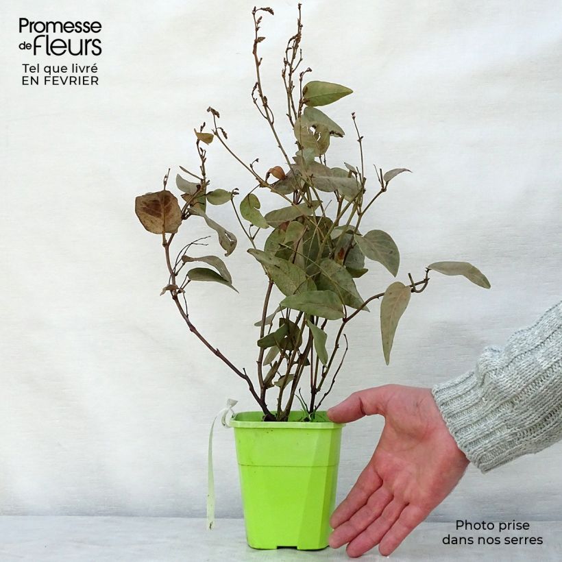 Hardenbergia violacea Regent - Vine Lilac 1L/1.5L pot sample as delivered in winter