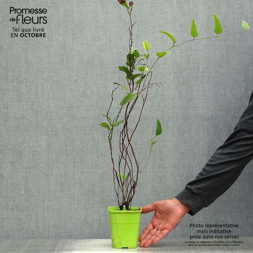 Hardenbergia violacea Regent - Vine Lilac 1L/1.5L pot sample as delivered in autumn
