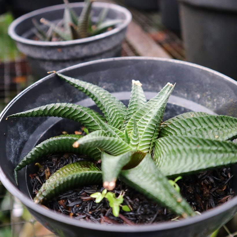 Haworthia limifolia (Plant habit)