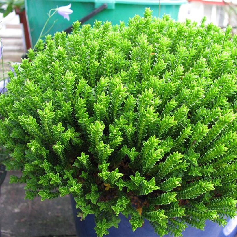 Hebe Emerald Green (Plant habit)