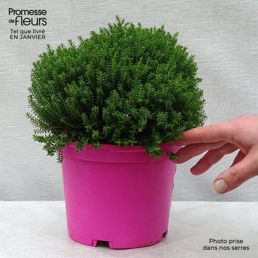 Hebe Green Globe 1.5L/2L pot sample as delivered in winter