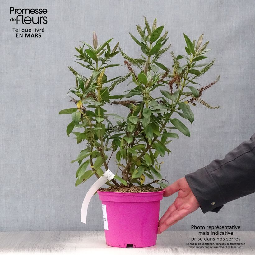 Hebe Ouessant 2L/3L pot sample as delivered in spring