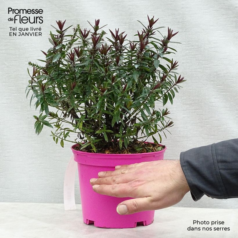 Hebe Raspberry Ripple 2L/3L pot sample as delivered in winter