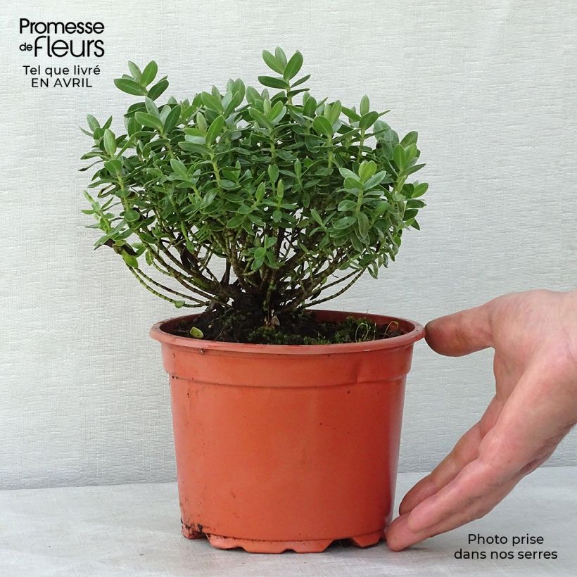 Hebe albicans Red Edge 2L/3L pot sample as delivered in spring