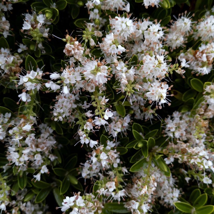 Hebe pinguifolia Sutherlandii (Flowering)