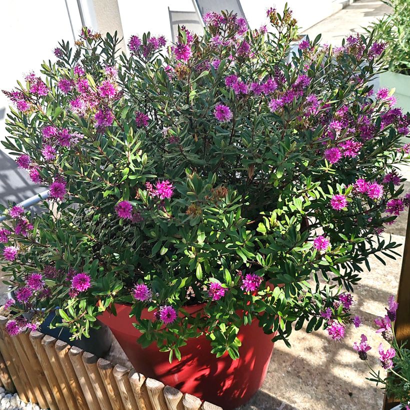 Hebe Wiri Charm (Plant habit)