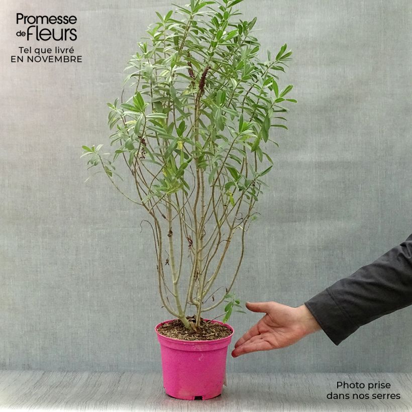 Hebe Wiri Image 2L/3L pot sample as delivered in autumn