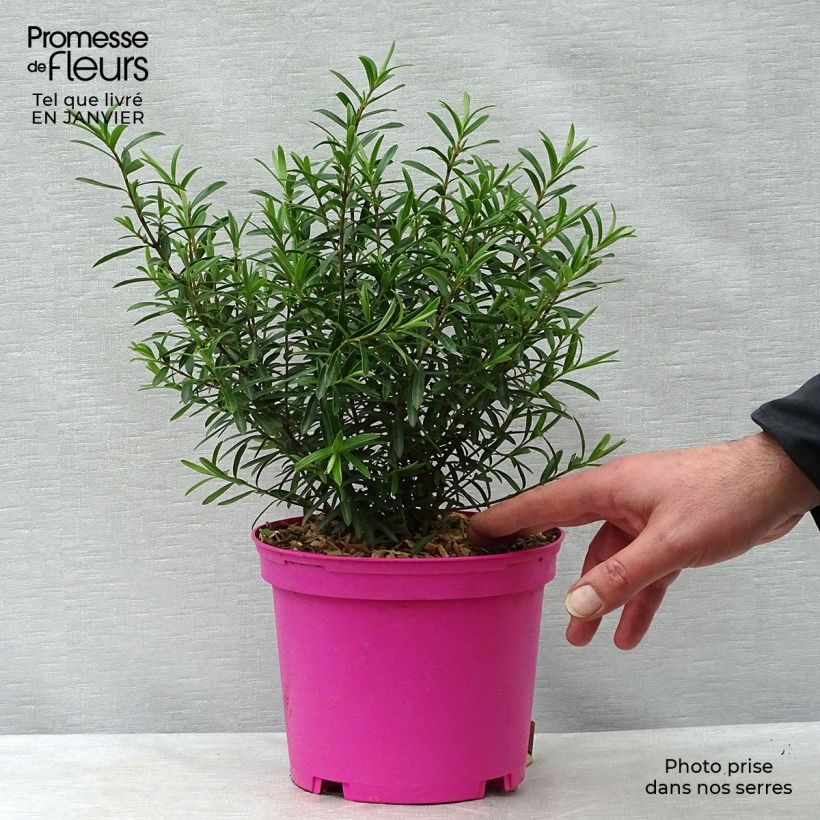 Hebe diosmifolia - Shrubby Veronica 3L/4L pot sample as delivered in winter
