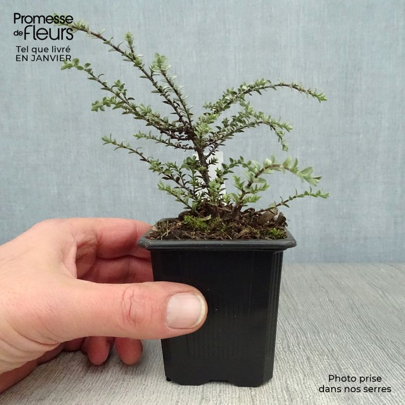 Hebe pimeleoides Quicksilver 8/9 cm pot sample as delivered in winter
