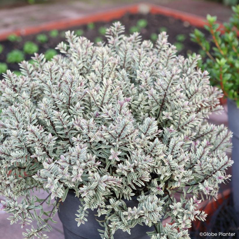 Hebe Magic Summer - Shrubby veronica (Plant habit)