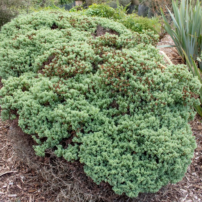 Hebe topiaria - Topiarist's hebe (Plant habit)