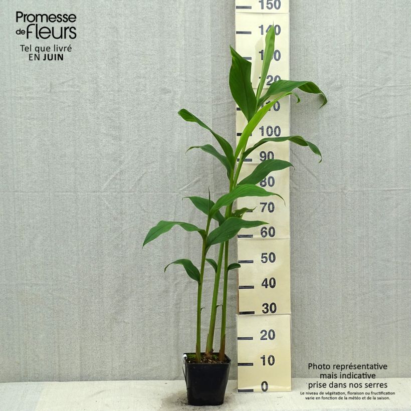 Hedychium densiflorum Assam Orange 3L/4L pot sample as delivered in summer