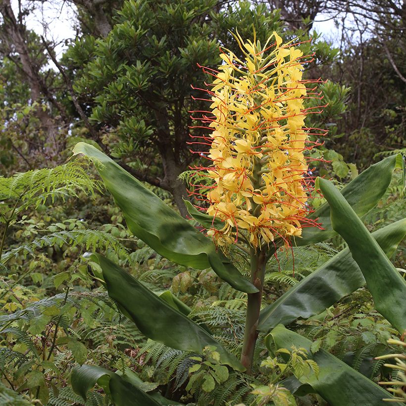 Hedychium gardnerianum - Kahili Ginger (Plant habit)