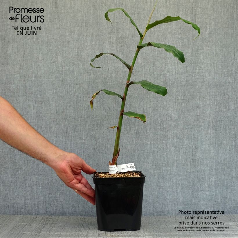 Hedychium deceptum 3L/4L pot sample as delivered in summer