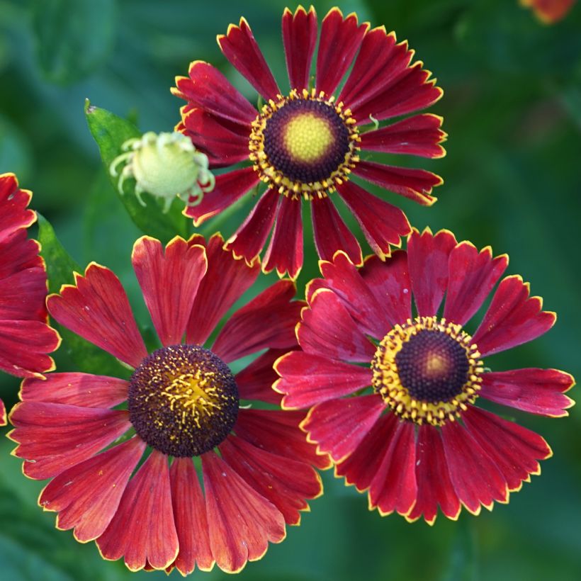 Helenium Helena Rote Tone (Flowering)