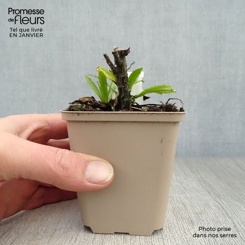 Helenium Double Trouble 8/9 cm pot sample as delivered in winter