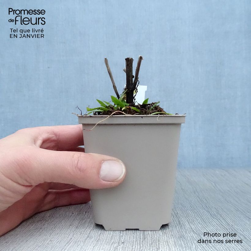 Helenium Dunkle Pracht 8/9 cm pot sample as delivered in winter