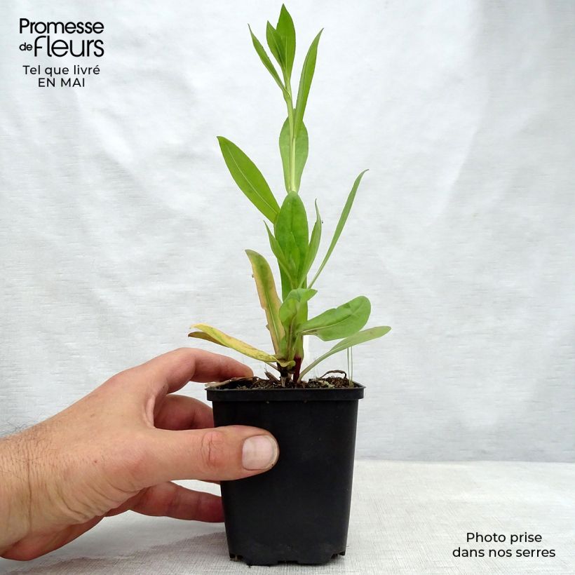 Helenium El Dorado 8/9 cm pot sample as delivered in spring