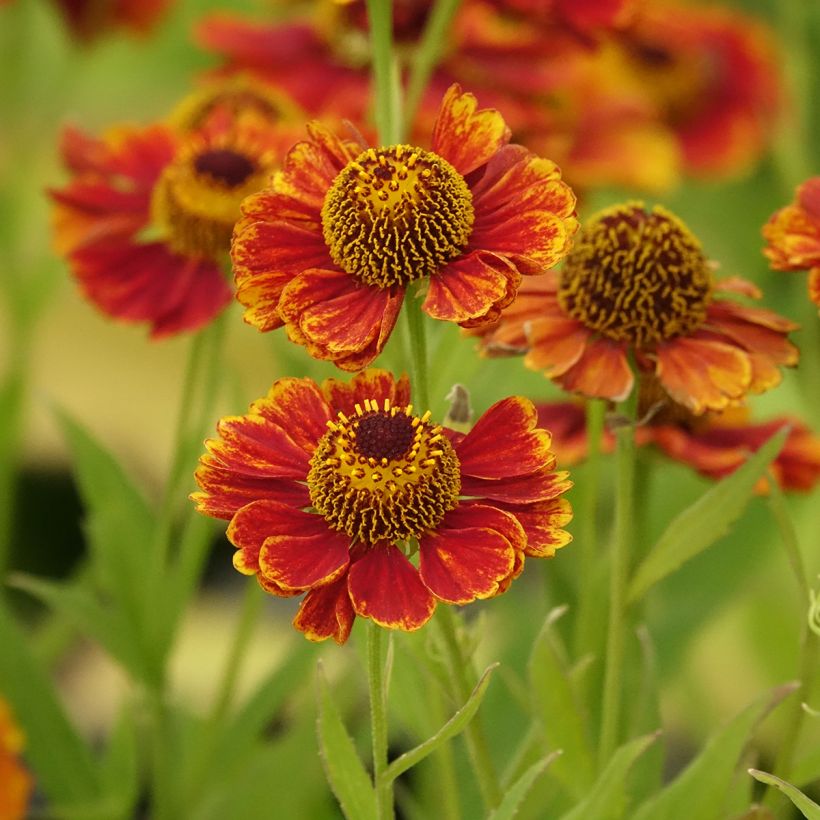 Helenium Flammendes Katchen - Sneezeweed (Flowering)