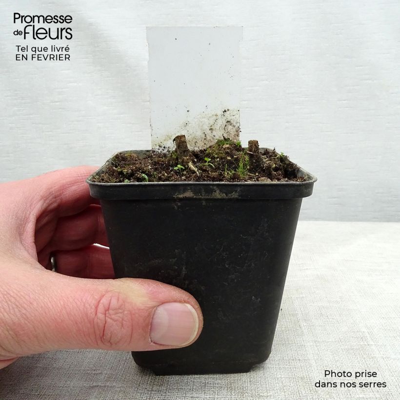 Helenium Flammenspiel 8/9 cm pot sample as delivered in winter