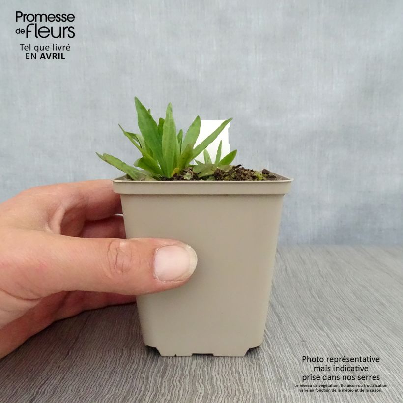 Helenium Fuego 8/9 cm pot sample as delivered in spring