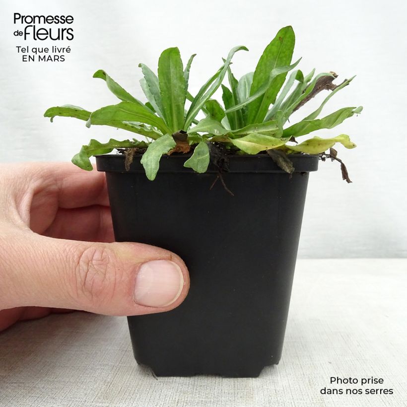 Helenium Kugelsonne 8/9 cm pot sample as delivered in spring