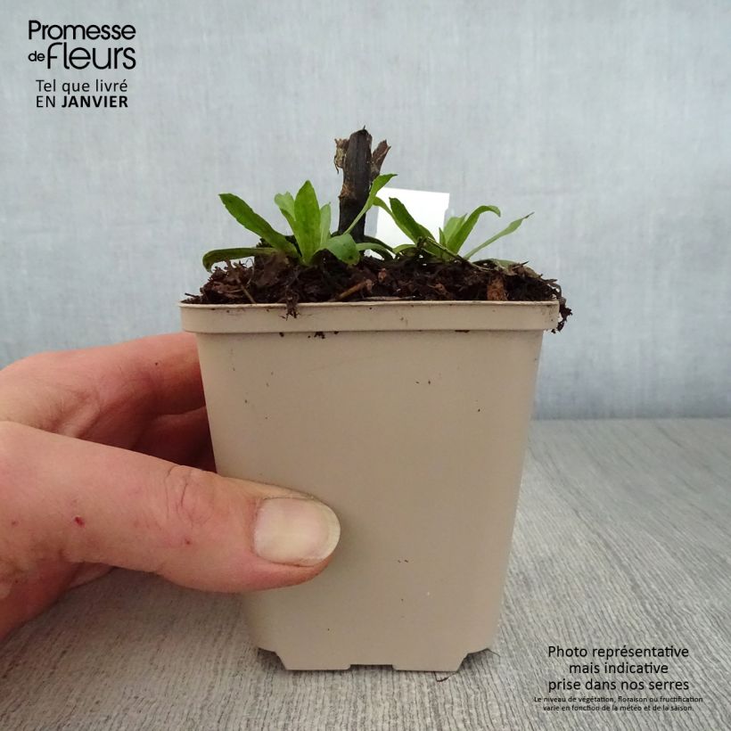 Helenium Kugelsonne 8/9 cm pot sample as delivered in winter