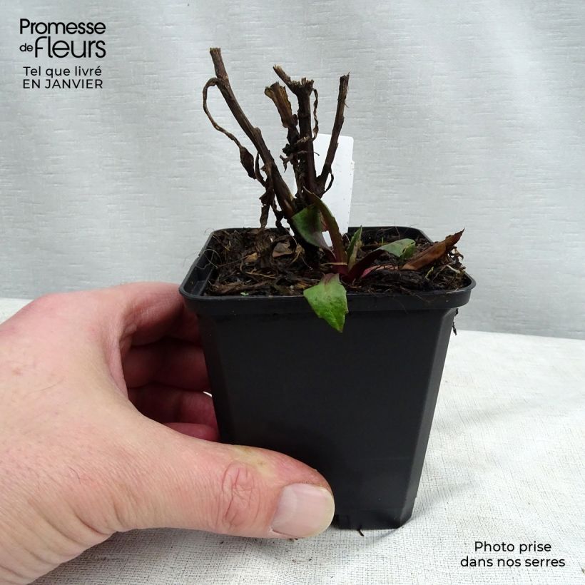 Helenium Kupferzwerg 8/9 cm pot sample as delivered in winter