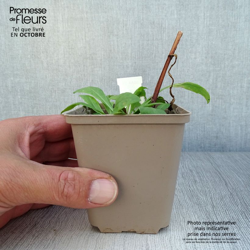 Helenium Kupferzwerg 8/9 cm pot sample as delivered in autumn