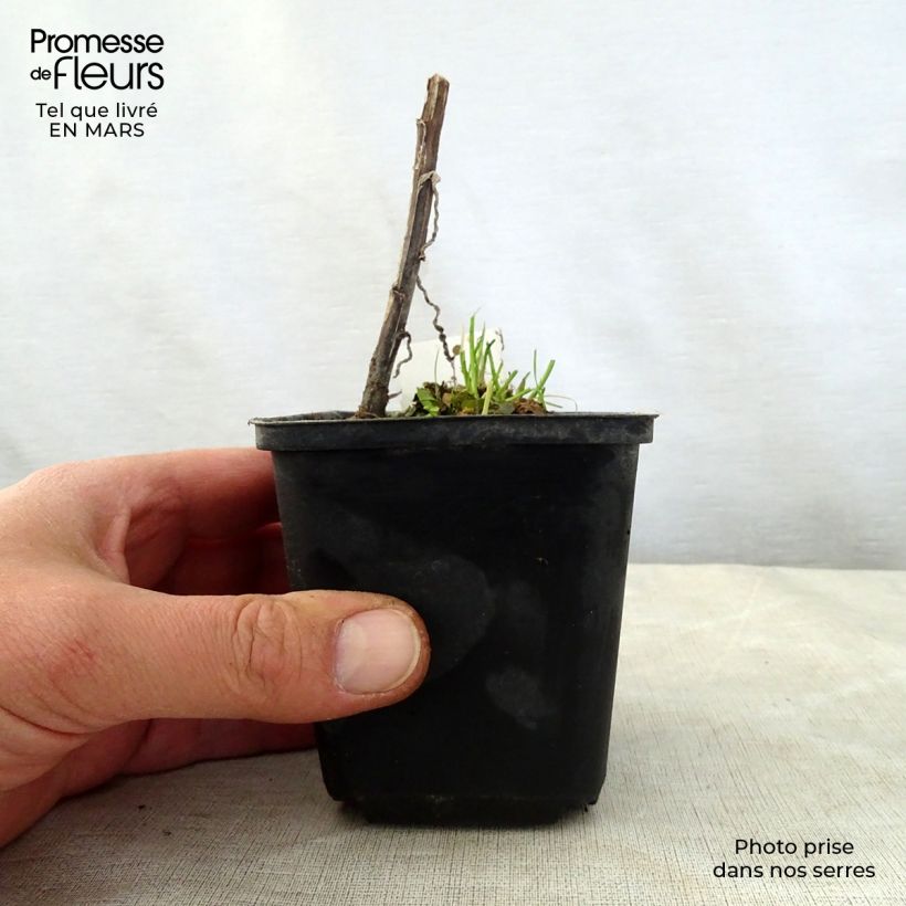 Helenium Loysder Wieck 8/9 cm pot sample as delivered in spring