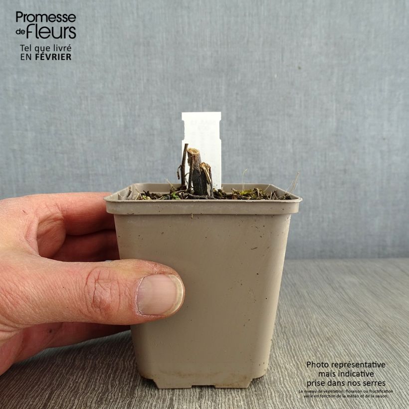 Helenium Loysder Wieck 8/9 cm pot sample as delivered in winter