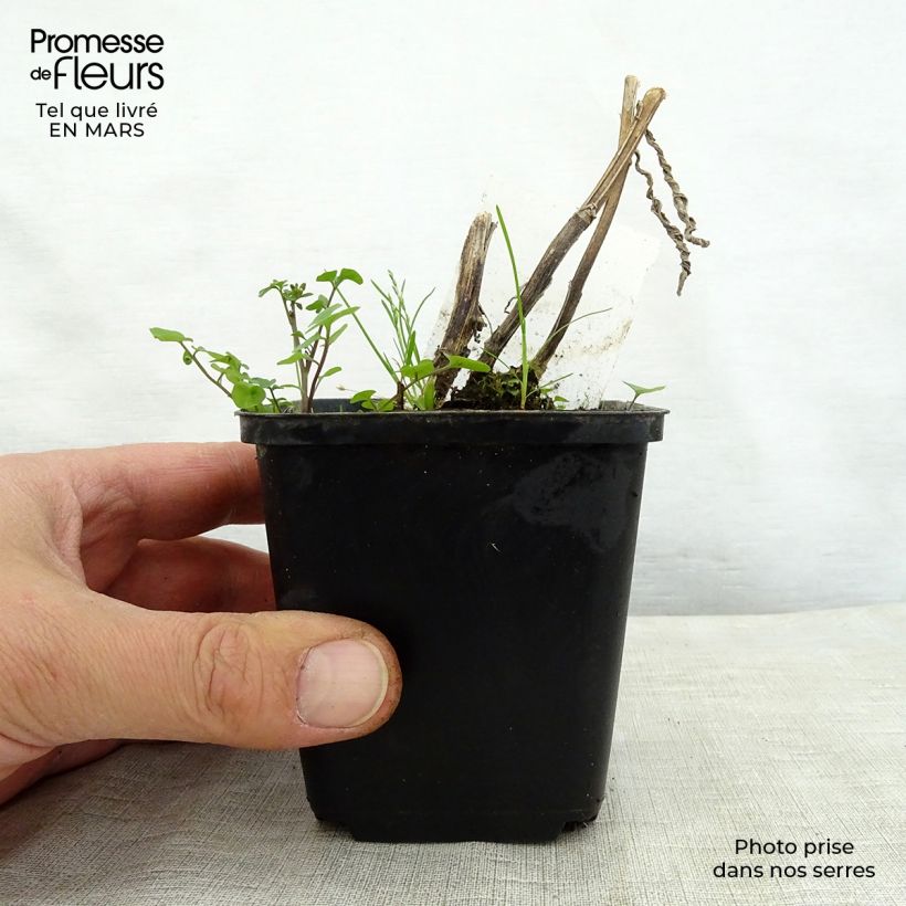 Helenium Mardi Gras 8/9 cm pot sample as delivered in spring