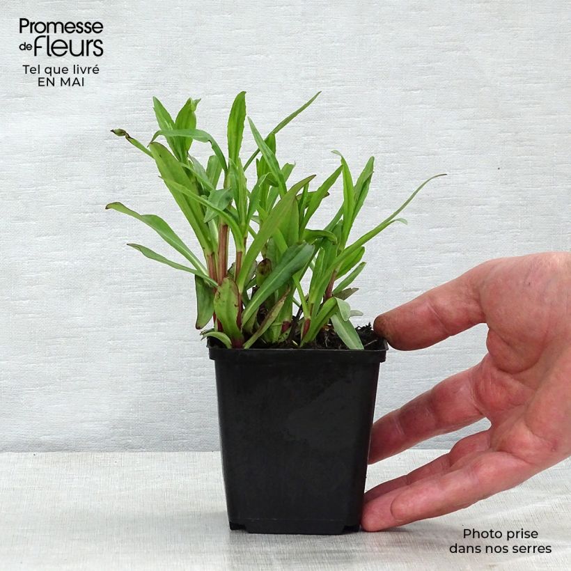 Helenium Mariachi Ranchera 8/9 cm pot sample as delivered in spring