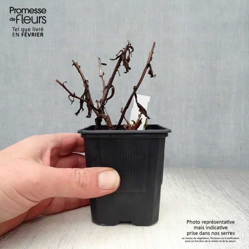 Helenium Rauchtopas 8/9 cm pot sample as delivered in winter