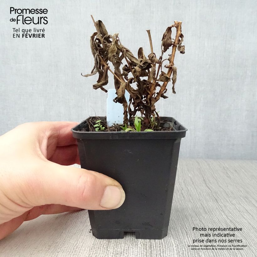 Helenium Ruby Tuesday 8/9 cm pot sample as delivered in winter