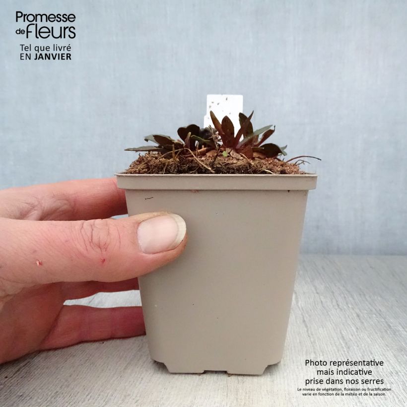 Helenium Sahins Early Flowerer 8/9 cm pot sample as delivered in winter