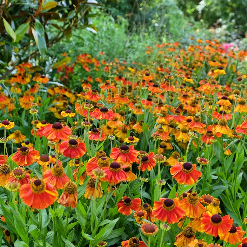 Helenium Sahins Early Flowerer (Plant habit)